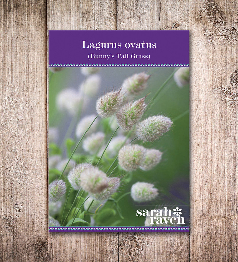 Sarah Raven Seeds Hasenschwanzgras Lagurus 200 Samen Ziergras