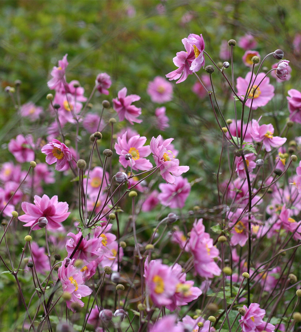 Sarah Raven Herbst-Anemone Pflanze 6x 9cm-Topf Pamina