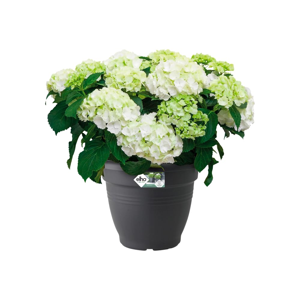 elho Green Basics Campana 30 Blumentopf Living Schwarz 30cm