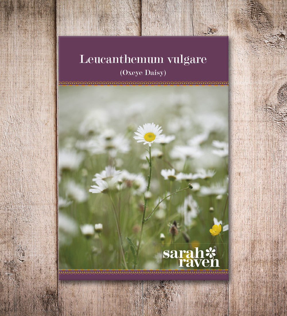 Sarah Raven Leucanthemum vulgare Samen 750 Stück Wiese