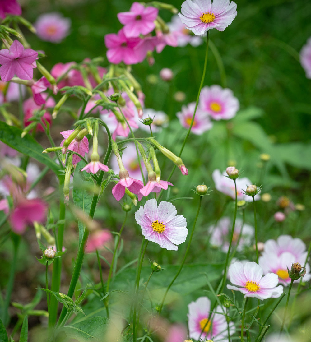 Sarah Raven Seeds Nicotiana Whisper Mixed F1 Blumensamen 20 Samen