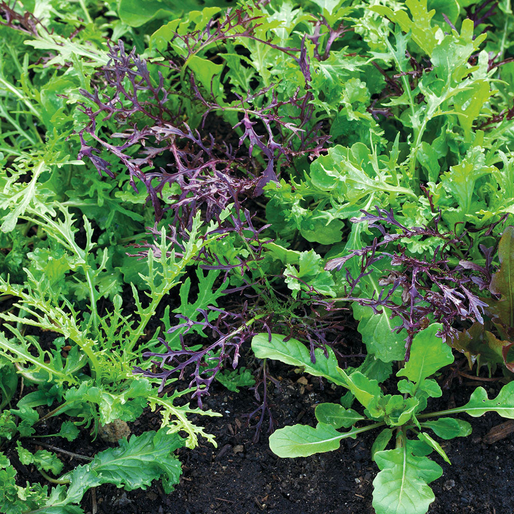 Sarah Raven Seeds Salad Leaf Autumn Winter Mix Samen 500 Samen winterhart