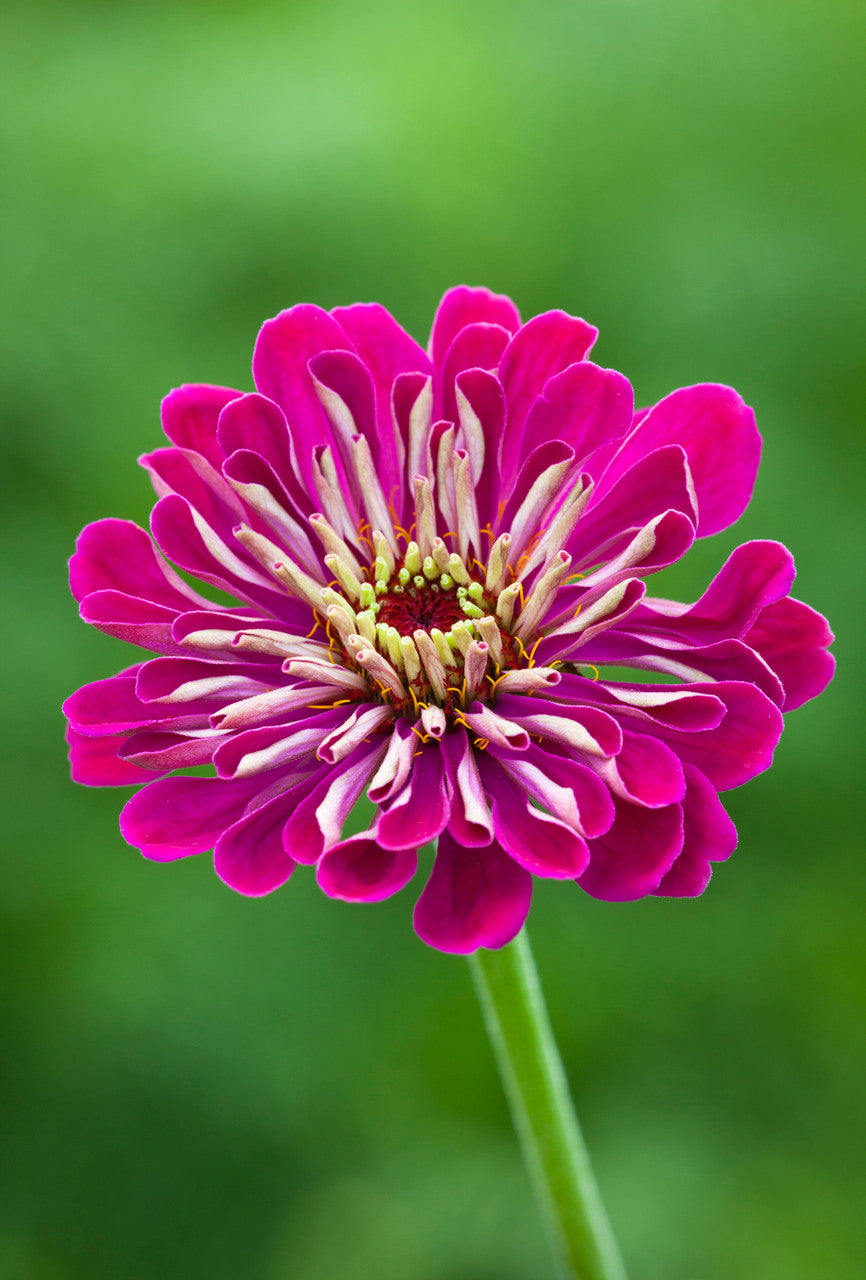 Sarah Raven Seeds Deep Zinnia Collection Samen 30 Samen rot