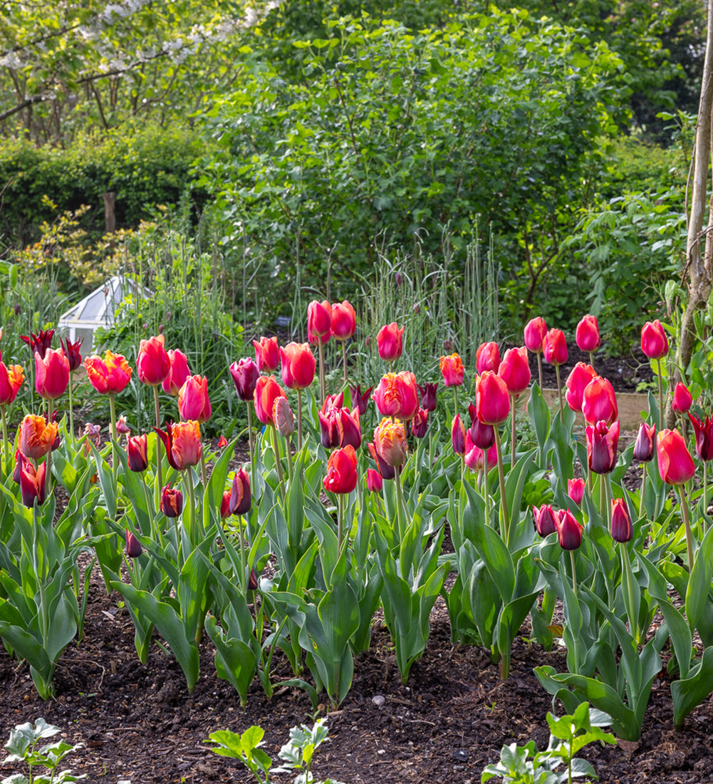 Sarah Raven Perfect for Picking Tulpenzwiebeln 40 Stück Schnitt