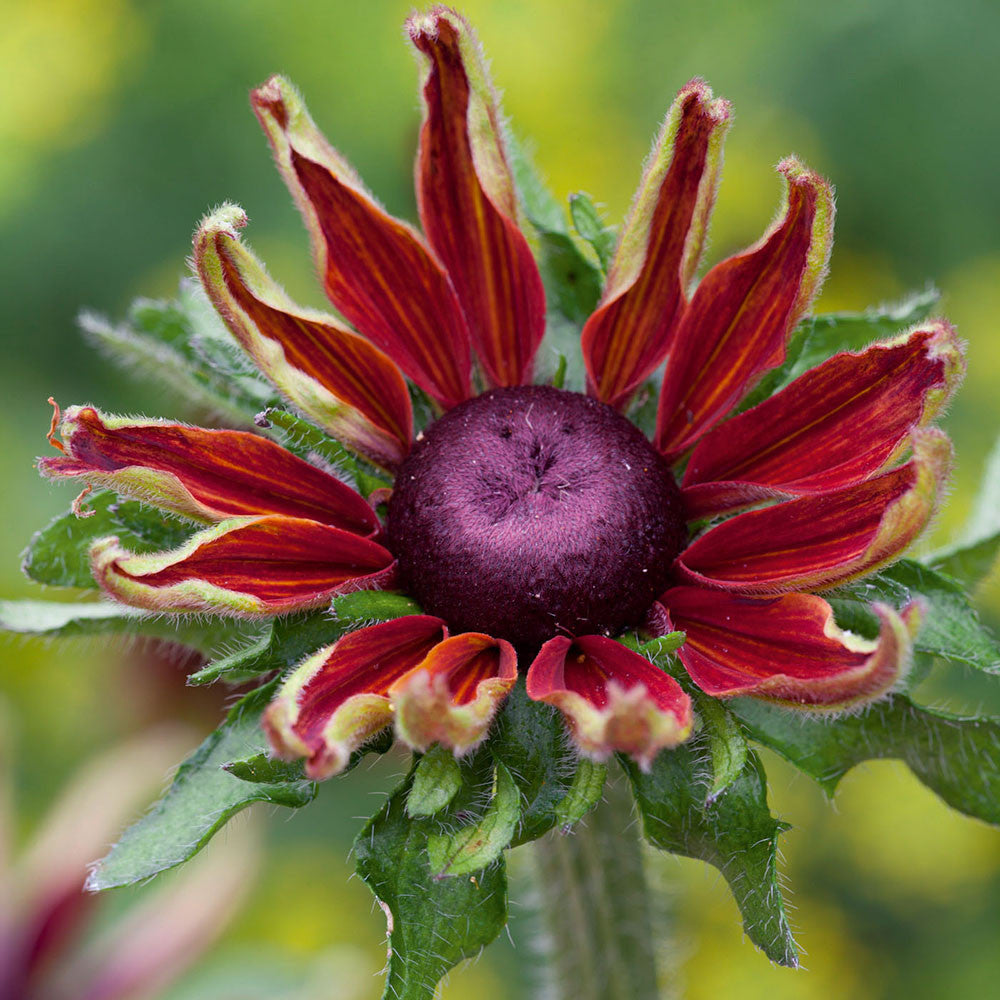 Sarah Raven Seeds Rudbeckia Cherry Brandy Sonnenhut 30 Samen