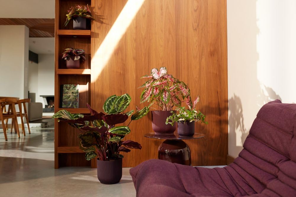 elho Winery Collection Blumentopf 3er-Set Dunkelviolett Indoor