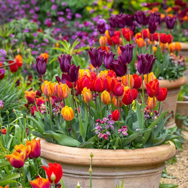 Sarah Raven Venetian Tulip Collection Tulpenzwiebeln 30 Stück April-Mai
