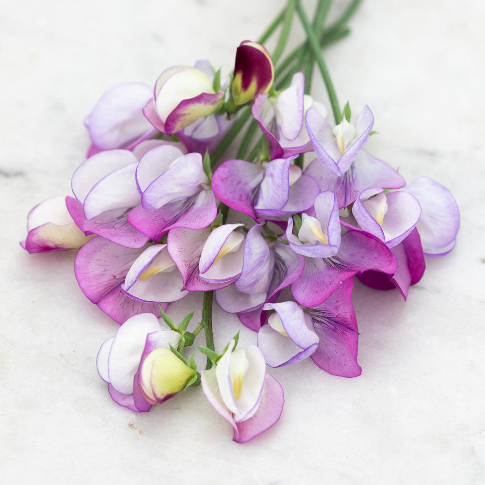 Sarah Raven Seeds Duftwicke Dolly Varden Samen 20 Stück lavendel