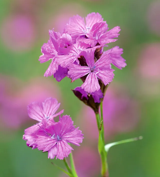 Sarah Raven Dianthus carthusianorum 3x 9cm Topf Nelke