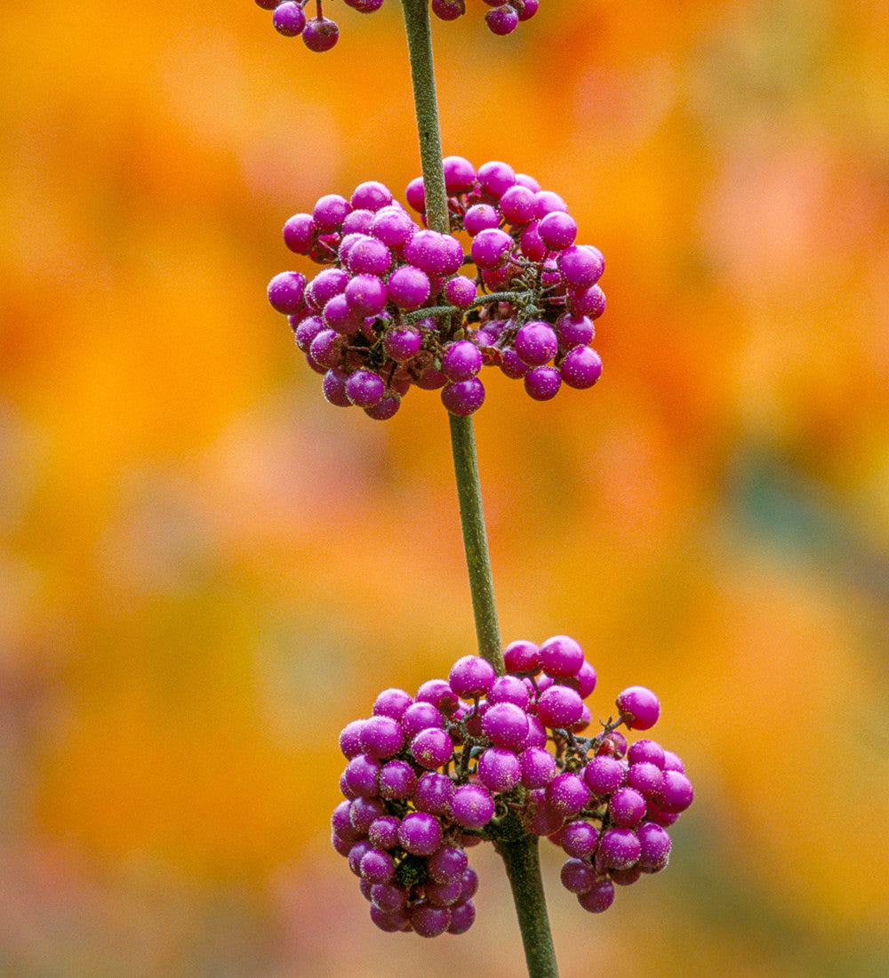 Sarah Raven Plants Callicarpa Profusion Pflanze 2-Liter-Topf lila Beeren