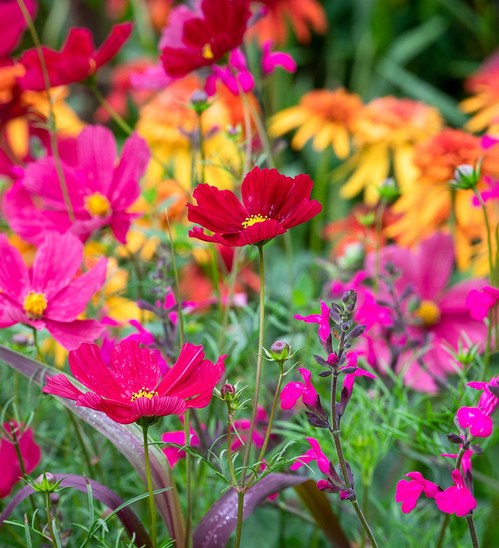Sarah Raven Plants Cosmos Rubenza Samen 40 Samen dunkelrot