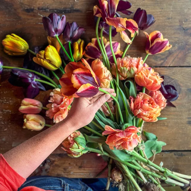 Sarah Raven Bulbs Swallows Damsons Tulip Zwiebeln 25 dunkelrot