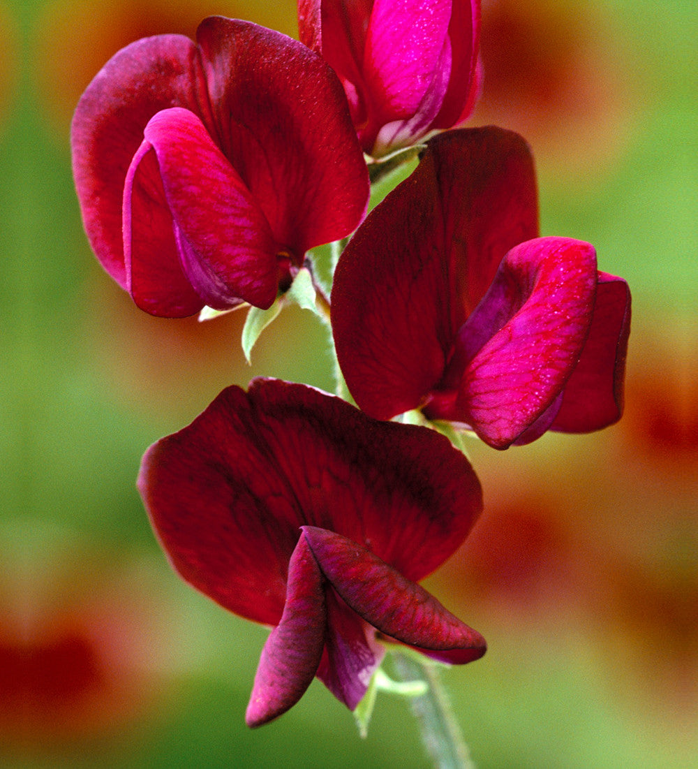 Sarah Raven Seeds Duftwicke Black Knight Samen 20 Korn dunkel