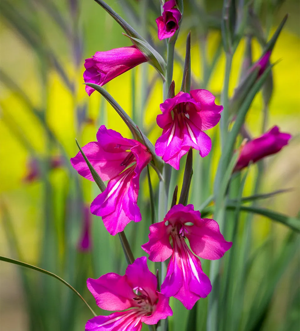 Sarah Raven Bulbs Gladiolus Byzantinus Knollen 20 Stück magenta