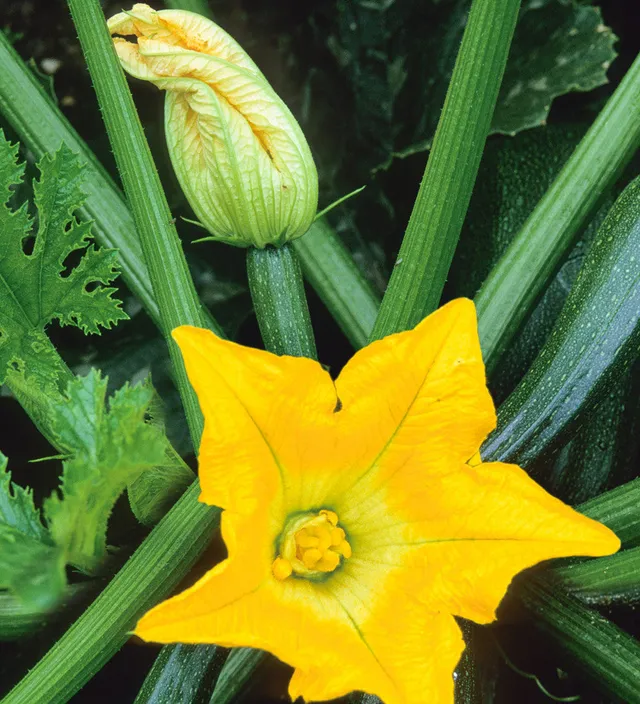 Sarah Raven Seeds Courgette All Green Bush Samen 10 Stück Topf