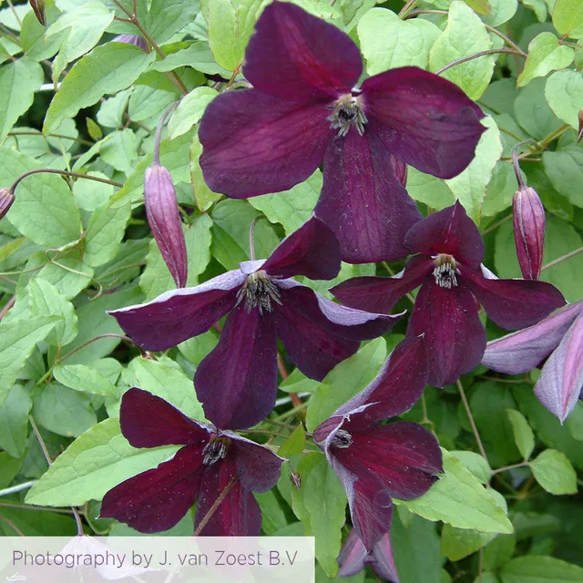 Sarah Raven Plants Clematis Black Prince Waldrebe 2 Liter Topf