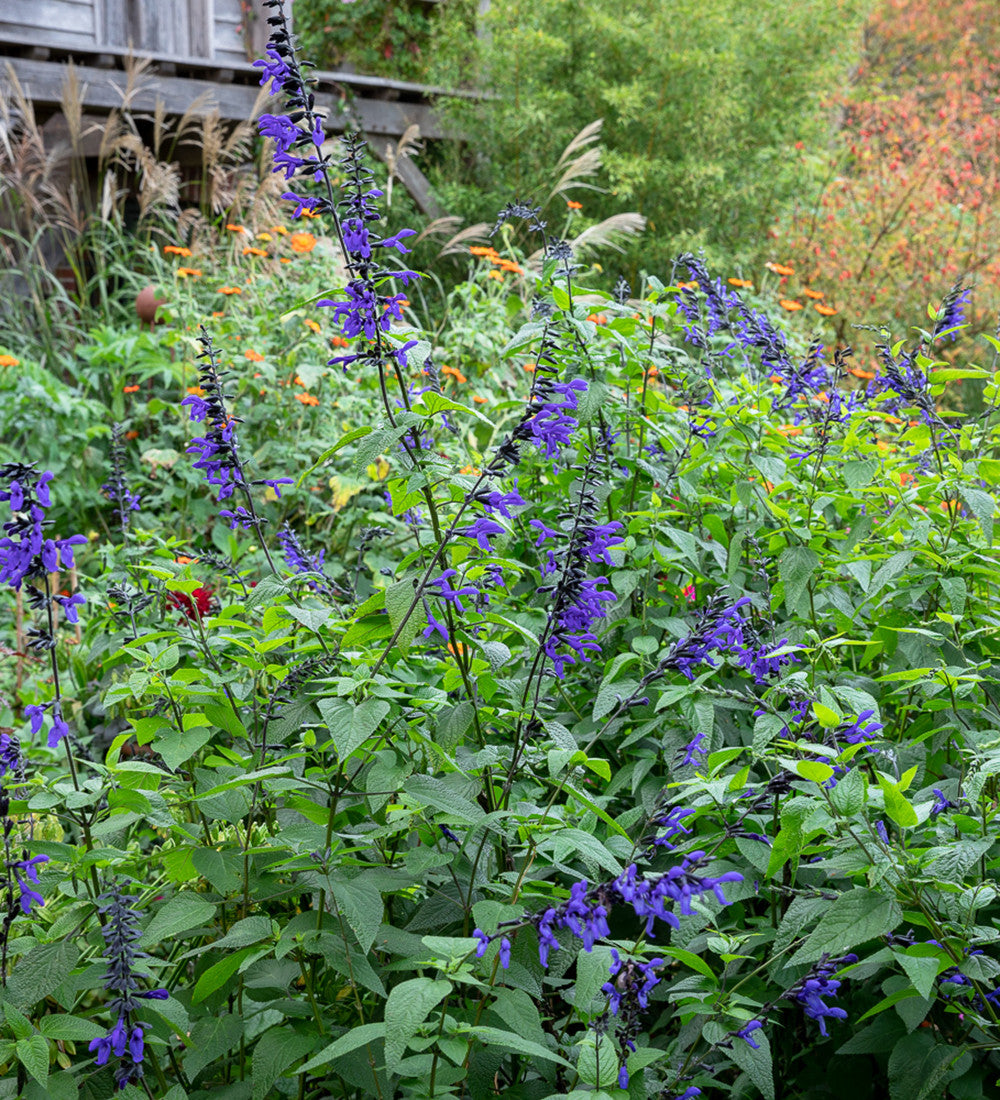 Sarah Raven Salvia Black and Blue Salbei 3 x 9cm Töpfe