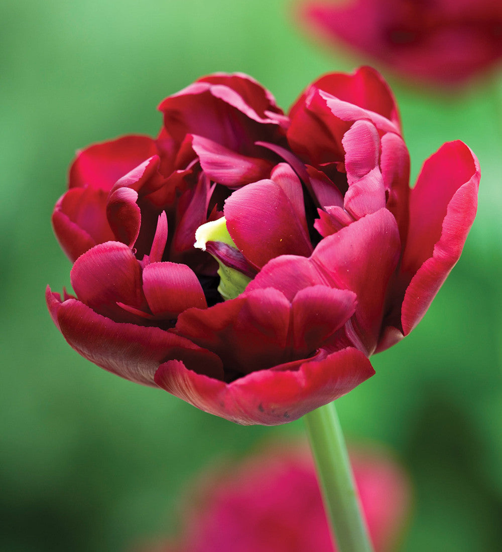 Sarah Raven Bulbs Boiled Sweet Tulpen Blumenzwiebeln 20 Stück