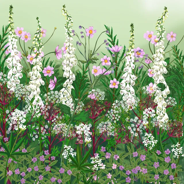 Sarah Raven Plants Shady Border Pflanzen 18x 9cm Schatten