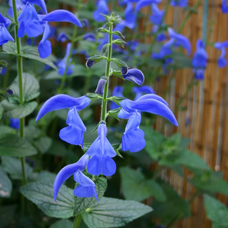 Sarah Raven Plants Salvia patens Guanajuato Salbei 3x9cm blau