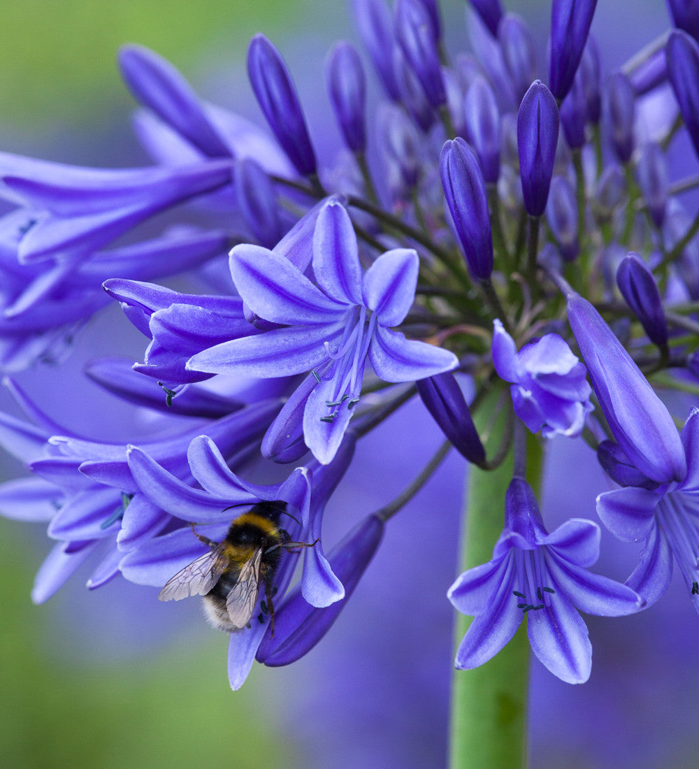 Sarah Raven Agapanthus Midnight Star Pflanze 1x 2 Liter Topf