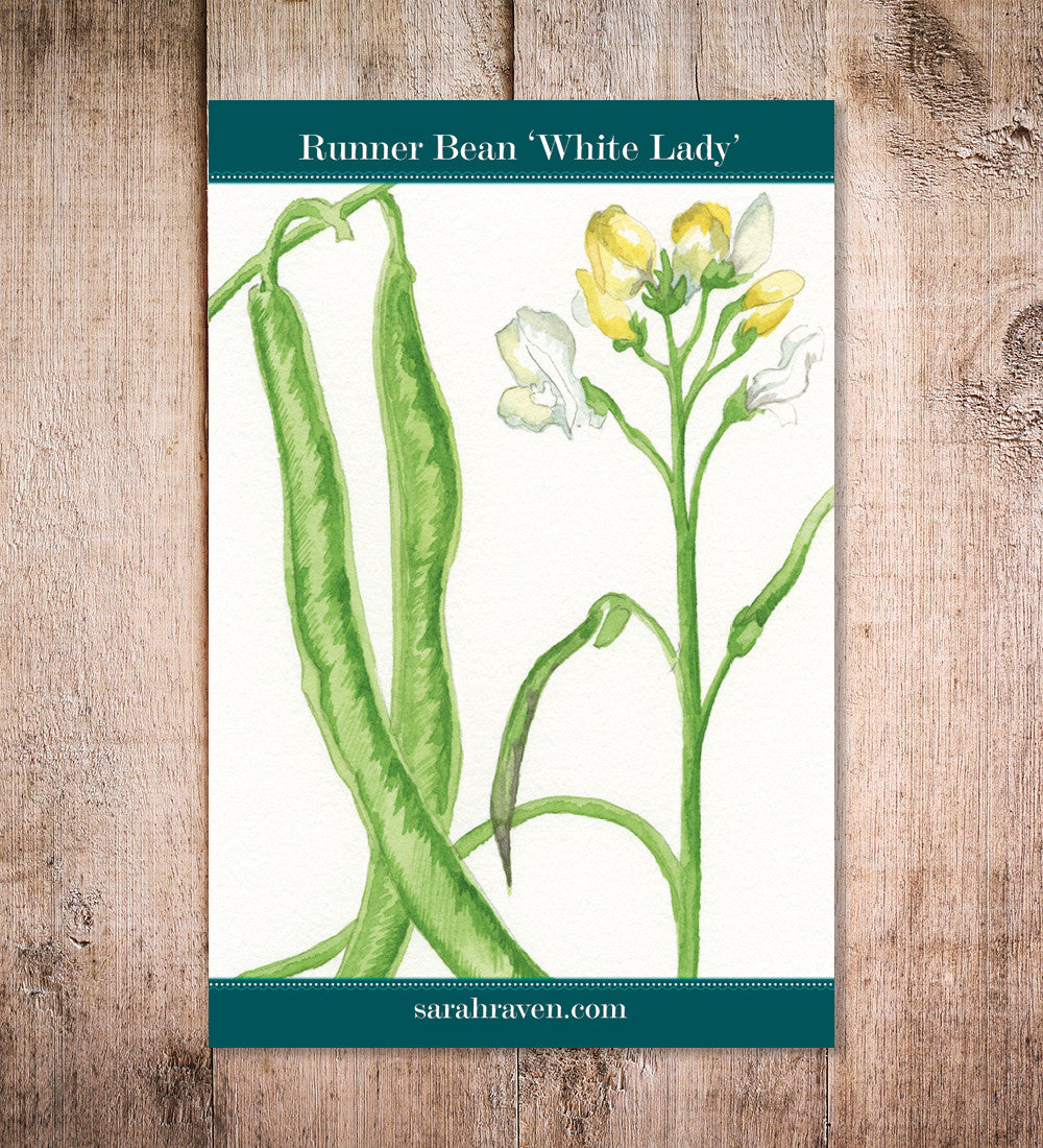 Sarah Raven Seeds Feuerbohne White Lady Samen 40 Samen weiße Blüten