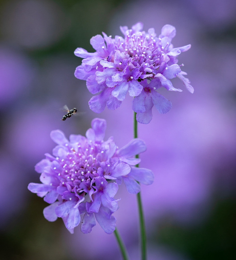 Sarah Raven Plants Scabiosa Flutter Deep Blue Pflanze 3x9cm blau