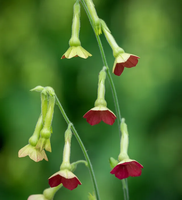 Sarah Raven Seeds Nicotiana Tinkerbell Ziertabak Samen 50 Samen Vase
