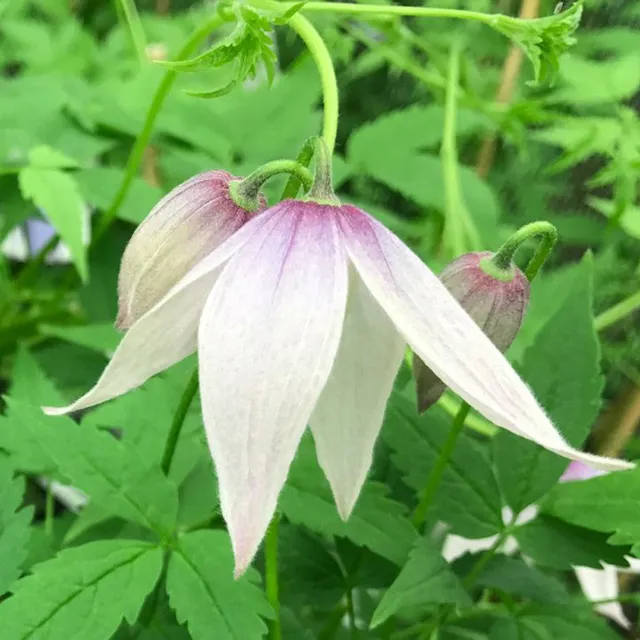 Sarah Raven Plants Clematis Willy Pflanze 2-Liter-Topf rosa