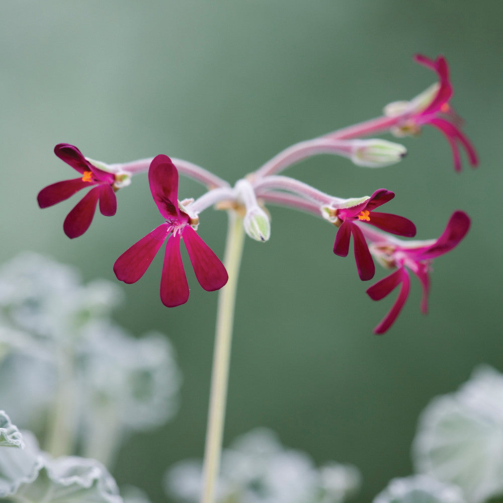 Sarah Raven Plants Venetian Pelargonium Kollektion Pflanze 3x 9cm Topf