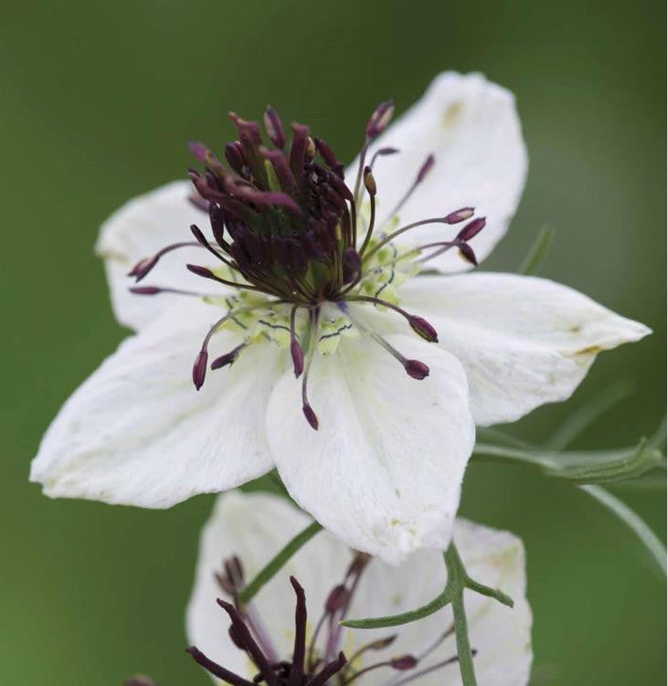Sarah Raven Seeds White Garden Blumensamen Geschenkbox 4 Tüten weiß