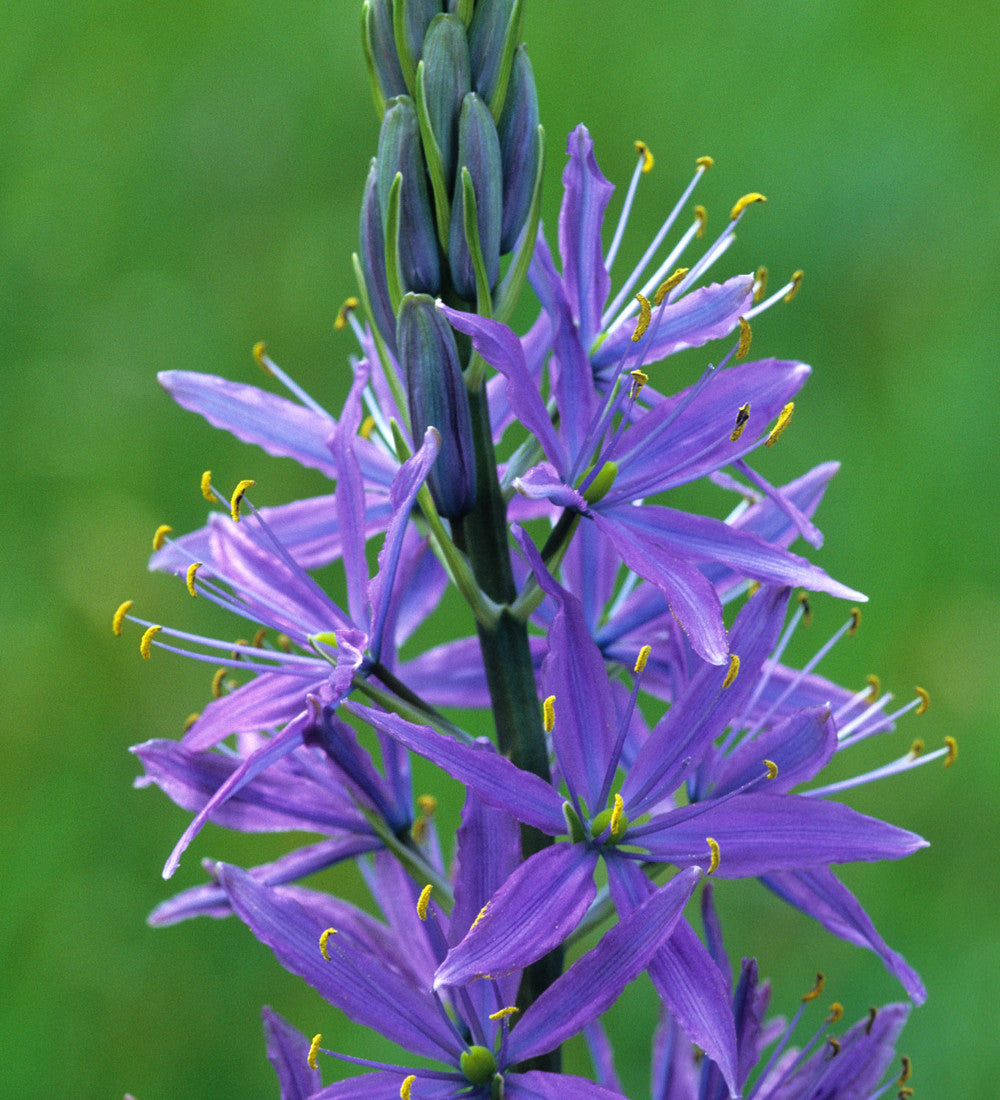 Sarah Raven Camassia quamash Blumenzwiebeln 20 Stück