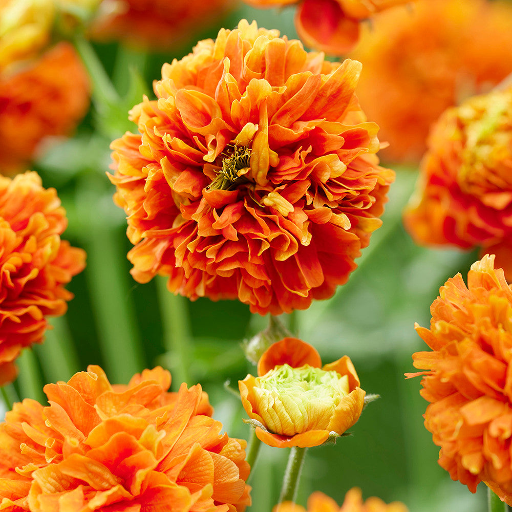 Sarah Raven Plants Geum Orange Pumpkin Pflanze 3x9cm orange