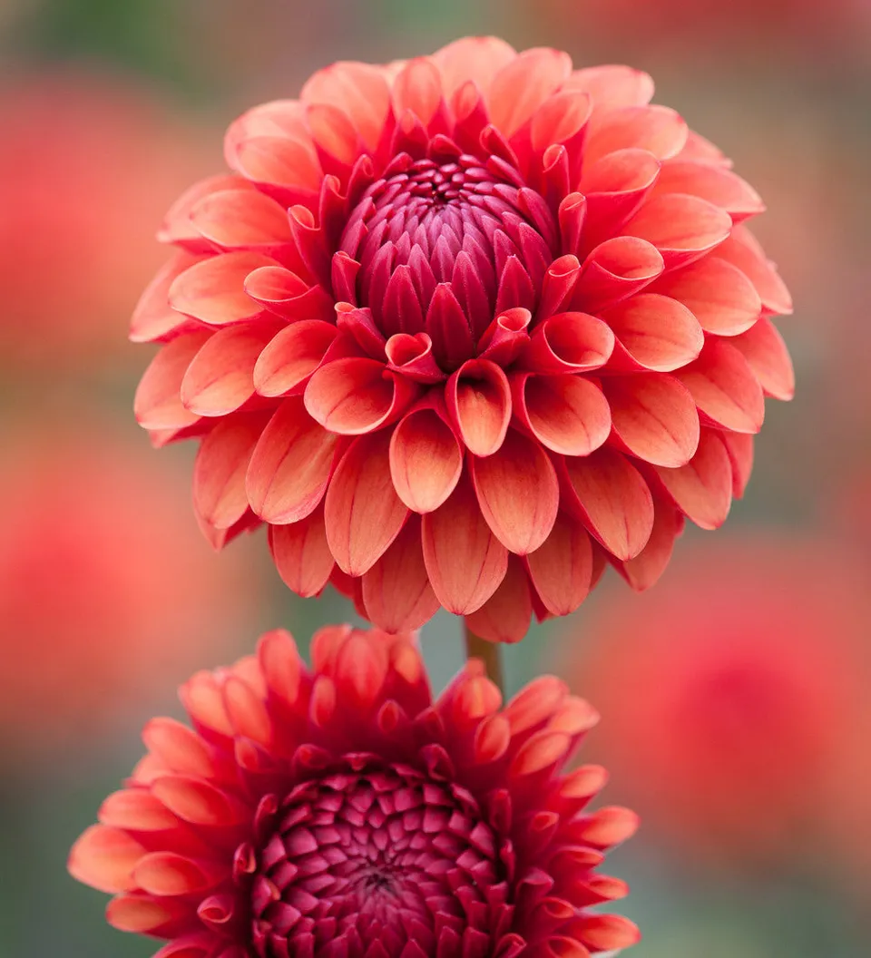 Sarah Raven Bulbs Dahlia Brown Sugar Knolle 1 Stück