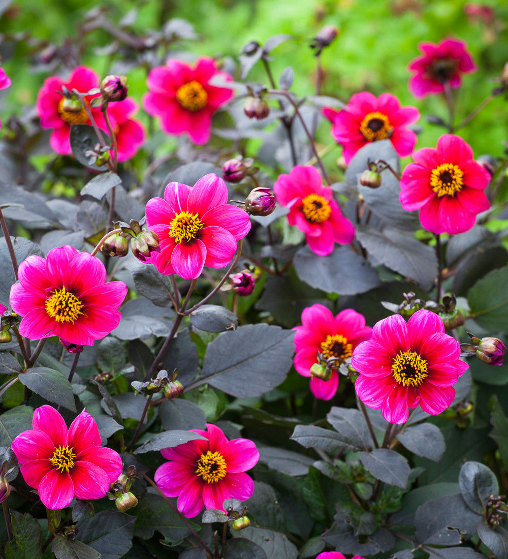 Sarah Raven Plants Dahlia Roxy Pflanzen 3x 9cm magenta