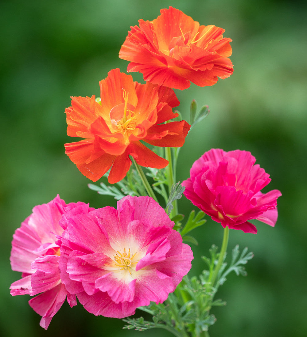 Sarah Raven Seeds Goldmohn Thai Silk Samen 200 Stück Mix