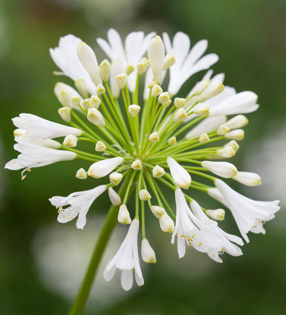 Sarah Raven Plants Agapanthus White Heaven Schmucklilie 2L Topf