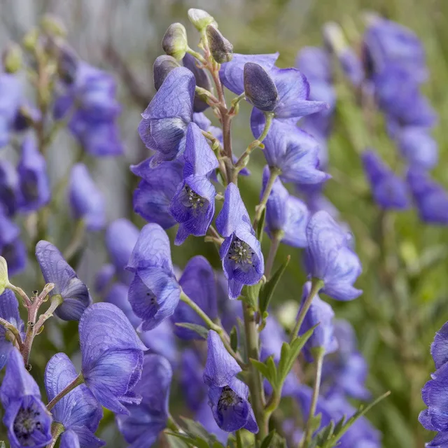 Sarah Raven Plants Aconitum Pershore Abbey Eisenhut 2L Topf blau