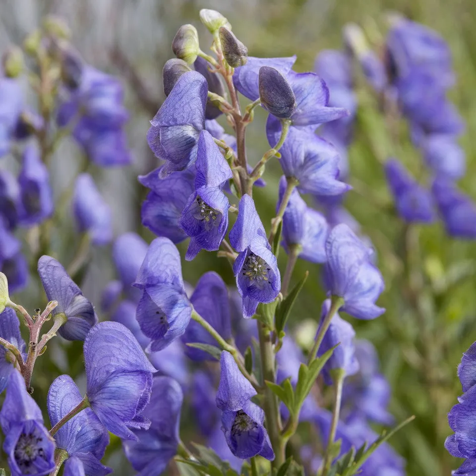 Sarah Raven Plants Aconitum Pershore Abbey Eisenhut 2L Topf blau