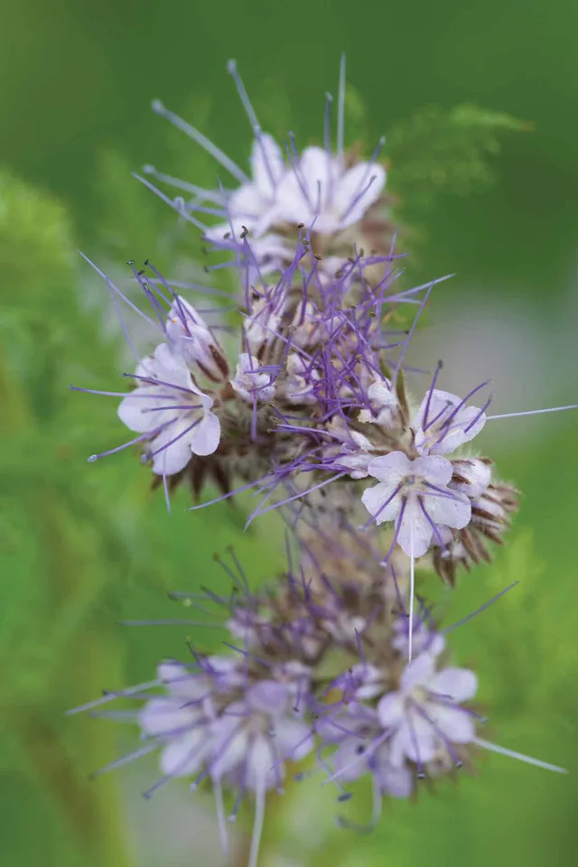 Sarah Raven Seeds Phacelia tanacetifolia Samen 5000 Samen Bienenweide