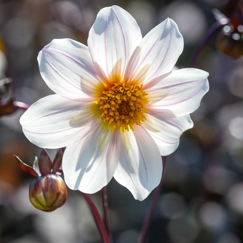 Sarah Raven Dahlie Dahlegria White Blumenzwiebel Knolle