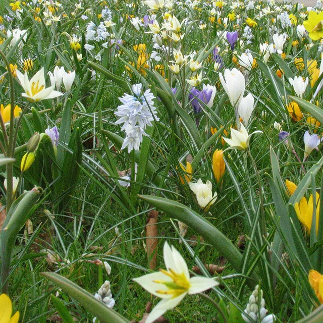 Sarah Raven Bulbs Tynaarlo Gardenscape Mix Blumenzwiebeln 300 Stück