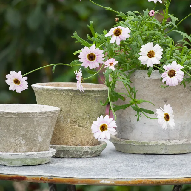Sarah Raven Antiqued Whitestone Blumentopf klein mit Untersetzer porös