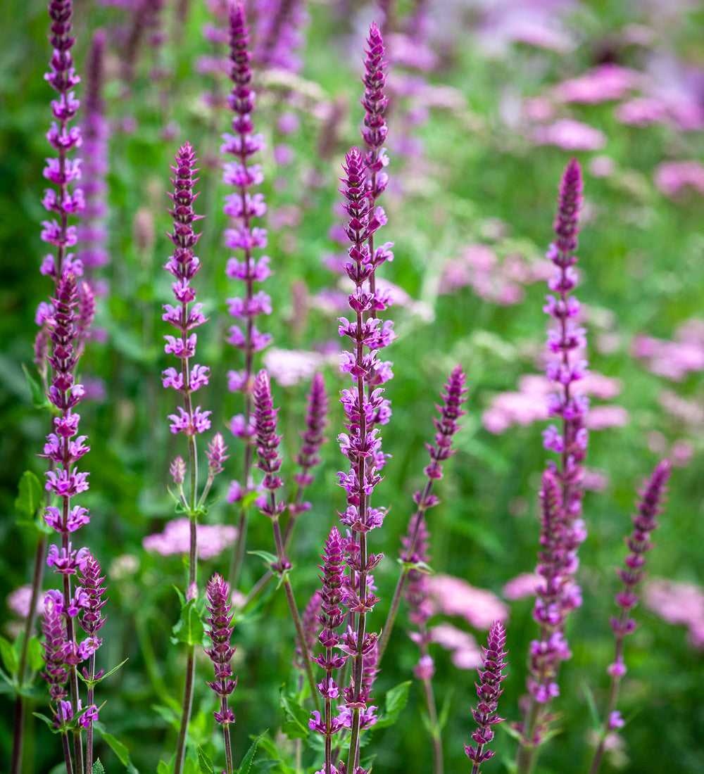 Sarah Raven Plants Salbei Amethyst Staude 3x9cm/2L Topf