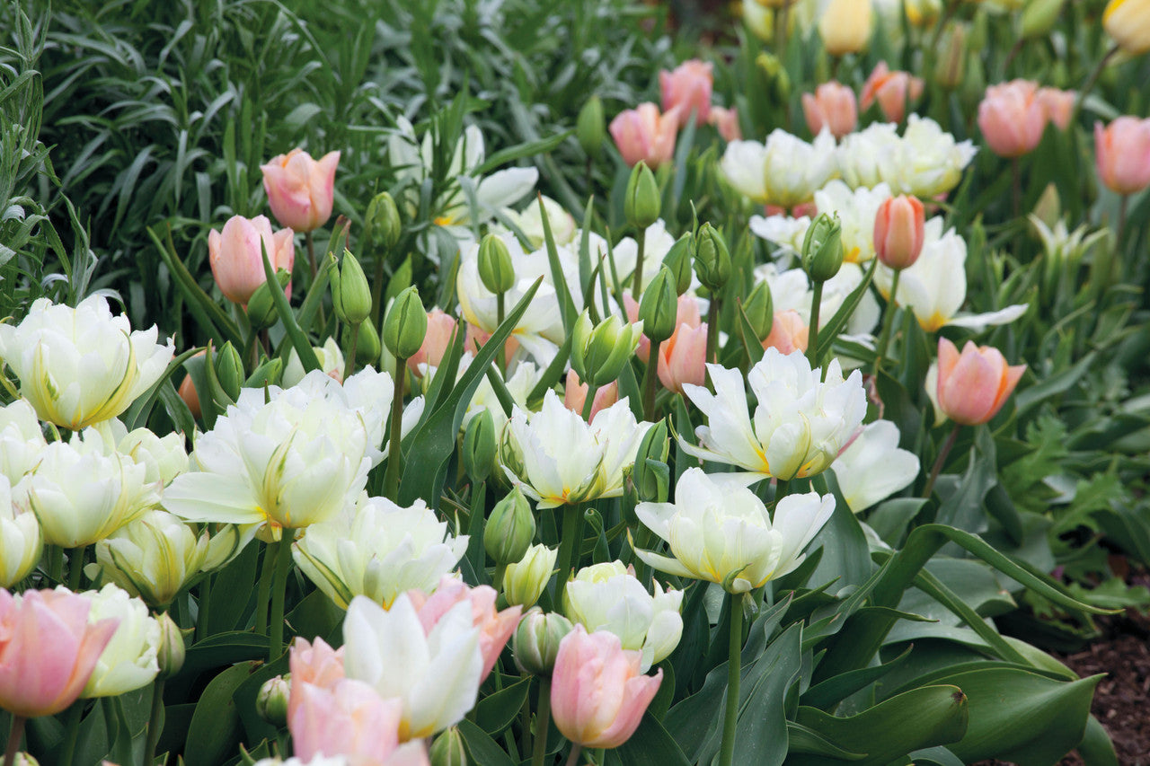 Sarah Raven Bulbs Tulpe Apricot Beauty Blumenzwiebeln 10 Lachs