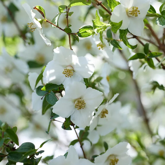 Sarah Raven Philadelphus Petite Perfume White 2 Liter weiß