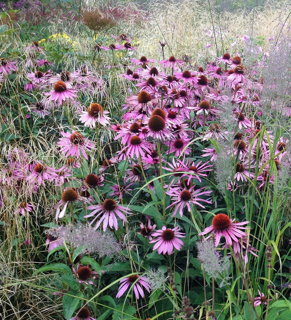 Sarah Raven Echinacea Magnus Superior Pflanze 3x 9cm violett