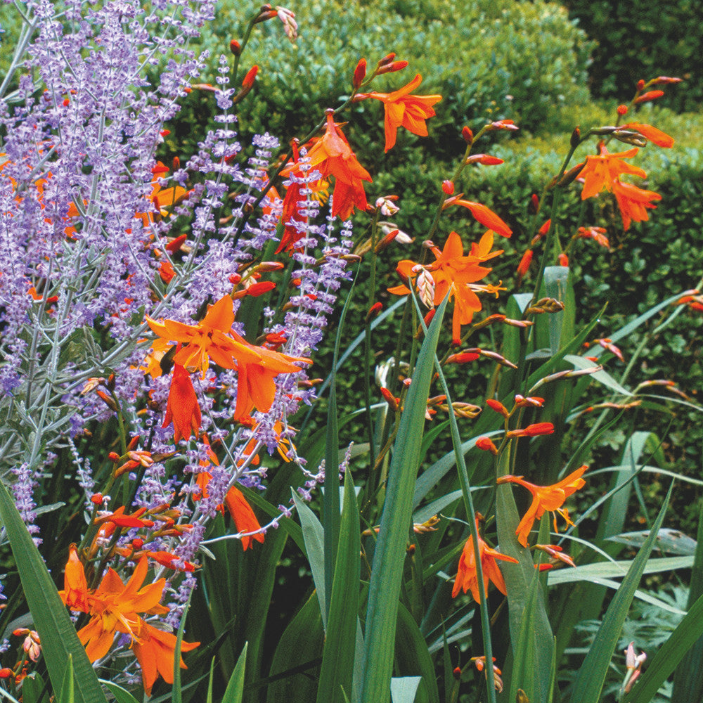 Sarah Raven Bulbs Crocosmia Star of the East Knollen 20 Stück orange
