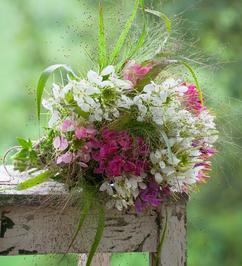Sarah Raven Panicum Sparkling Fountain Samen 25 Stück Ziergras