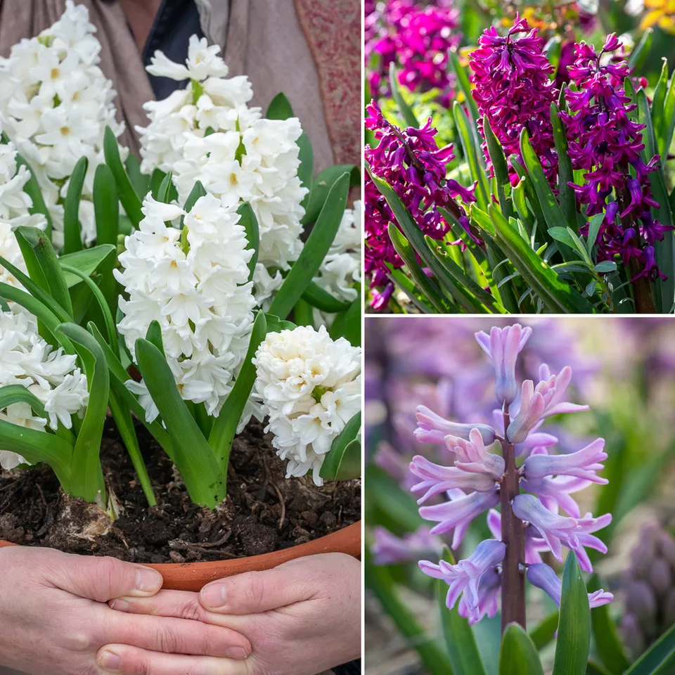 Sarah Raven Bulbs Hyacinth for Forcing Hyazinthen 15 Blumenzwiebeln